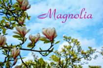 Magnolia by Claudia Evans