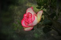 Eine Rose by Claudia Evans