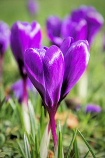 Crocuses by Jeremy Sage