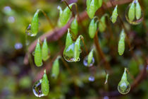 Wasserperlen im Moos by Ronald Nickel