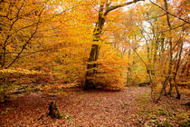 Herbstwald by Karin Stein