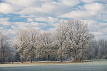 Wintermorgen von Karin Stein