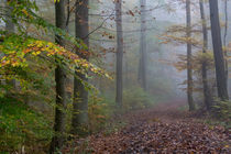 Durch den Nebel im Herbstwald by Ronald Nickel