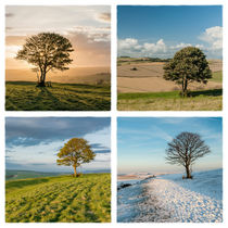 The Nowhere Tree - Four Seasons by Malc McHugh
