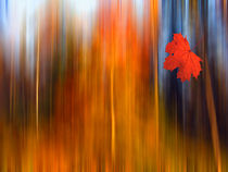 Fallendes Blatt by eksfotos