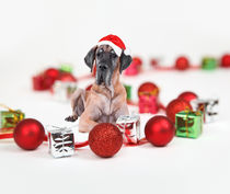 Great Dane Dog Sitting wearing a Santa Hat Christmas by Sapan Patel