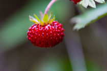 Kleine rote Walderdbeere by Ronald Nickel