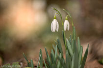 Snowdrops by westlightart