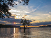 Baum im Wasser von Christine Horn