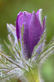 Pulsatillablüte von Bernhard Kaiser