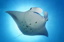 Reef Manta II von Norbert Probst