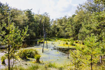 Moorlandschaft von Heinz E. Hornecker