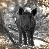 Nostalgie Wildschwein von kattobello