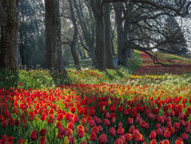 Frühlingsallee auf der Insel Mainau by Christine Horn