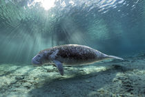 Karibik-Manati oder Nagel-Manati (Trichechus manatus) | West Indian manatee or Sea Cow (Trichechus manatus) von Norbert Probst