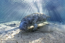 Karibik-Manati oder Nagel-Manati (Trichechus manatus) | West Indian manatee or Sea Cow (Trichechus manatus) von Norbert Probst