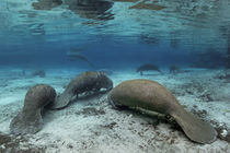 Gruppe Karibik-Manati oder Nagel-Manati (Trichechus manatus), ruhen, Three Sisters Springs, Manati Schutzgebiet, Crystal River, Florida, USA | Group West Indian manatee or Sea Cow (Trichechus manatus), resting von Norbert Probst