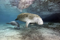 Karibik-Manati oder Nagel-Manati (Trichechus manatus), Muttertier, Kuh mit Kalb | West Indian manatee or Sea Cow (Trichechus manatus), Mother animal, cow with calf von Norbert Probst