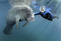 Taucher mit Karibik-Manati oder Nagel-Manati (Trichechus manatus) | Diver with West Indian manatee or Sea Cow (Trichechus manatus) by Norbert Probst