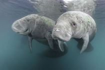 Zwei Karibik-Manati oder Nagel-Manati (Trichechus manatus) | Two West Indian manatee or Sea Cow (Trichechus manatus) von Norbert Probst