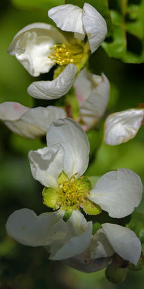  Quittenblüte - Quince blossom in the afternoon sun von Chris Berger