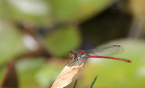 Red Dragonfly von Peggy Graßler