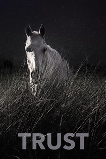 TRUST WHITE HORSE STAR NIGHT von Max Nemo Mertens