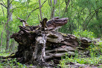 Der alte Riese darf im Wald liegen bleiben von Ronald Nickel