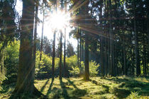 Auch im Nadelwald scheint die Sonne von Ronald Nickel