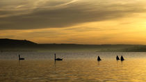 Haie im Bodensee by Christine Horn