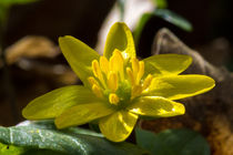 Die gelbe Blüte des Scharbockskraut von Ronald Nickel