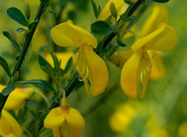 Die gelben Blüten des Besenginster by Ronald Nickel