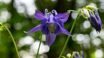Die blaue Blüte der Wald-Akelei von Ronald Nickel