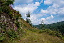 Einsamer Weg im Wispertaunus by Ronald Nickel