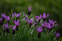 Lavendel von Jörg Boeck