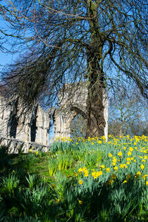 Spring in Museum Gardens by Robert Gipson