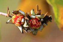 Blüten des Eisenholzbaum von Bernhard Kaiser