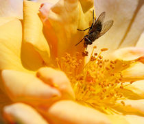 Visiting the golden rose von Wilma Overwijn-Beekman