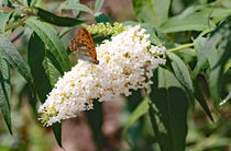 The Butterfly and his Butterfly Bush von Wilma Overwijn-Beekman