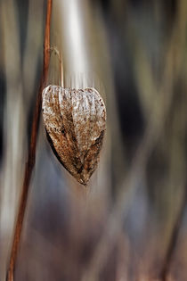 Physalis-Raum by sternbild