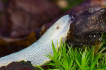 Wo ist der Frühling, eine Kleine Wegschnecke im Moos und Laub von Ronald Nickel