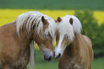 Haflinger Junghengste Portrait Freundschaft by Sabine Stuewer