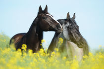 Quarter Horse, Freundschaft im Rapsfeld by Sabine Stuewer