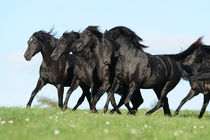 Morgan Horse Stutenherde in Bewegung von Sabine Stuewer