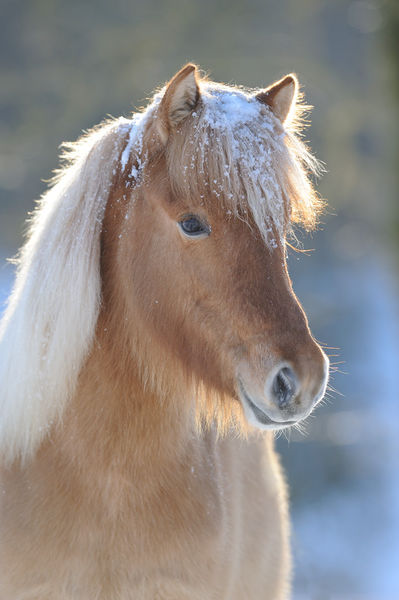 Icelandic-horse-sabine-stuewer-tierfoto-957985