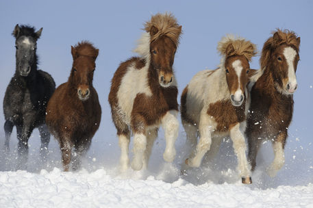 Icelandic-horse-sabine-stuewer-tierfoto-941539