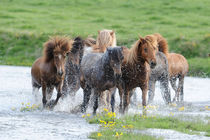 Islandpferde Herde durchquert Fluss auf Island von Sabine Stuewer