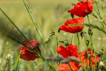 Mohnblüten am Getreidefeld von Ronald Nickel