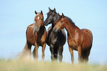 Paso Fino und Paso Pferd Stuten vor blauem Himmel von Sabine Stuewer