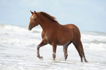 Vollblut-Araber Wallach im Meer by Sabine Stuewer